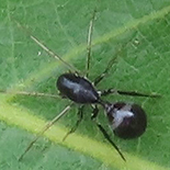 Corinnomma semiglabrum